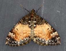 Chloroclysta truncata - Common Marbled Carpet